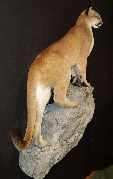 big game taxidermy by Jason's Taxidermy