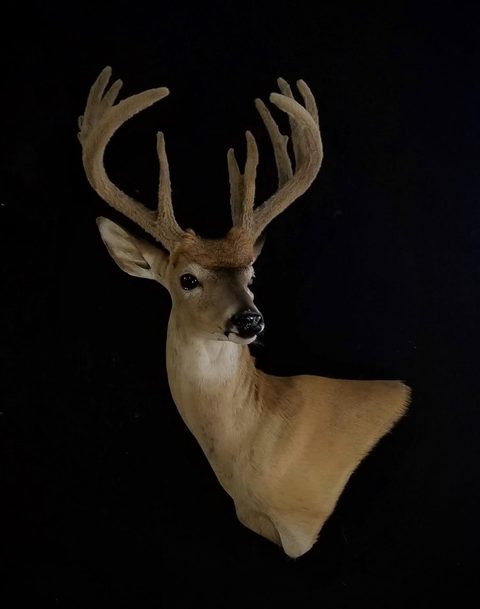 whitetail deer taxidermy by Jason's Taxidermy