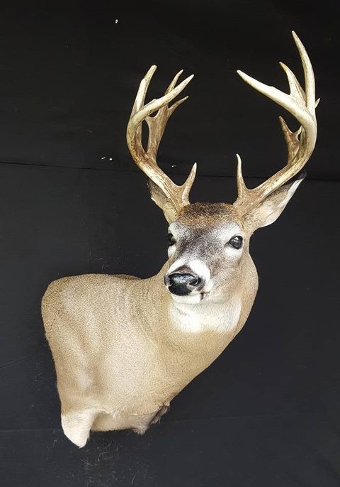 whitetail deer taxidermy by Jason's Taxidermy