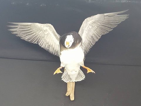 Goose – Flying – waterfowl taxidermy by Jason's Taxidermy