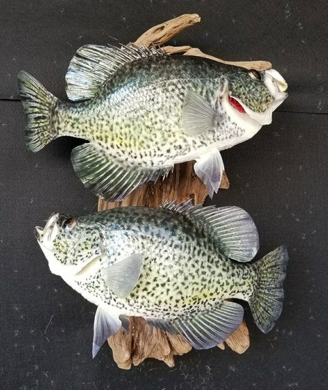 fish taxidermy by Jason's Taxidermy