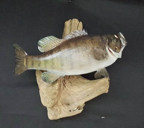 fish taxidermy by Jason's Taxidermy
