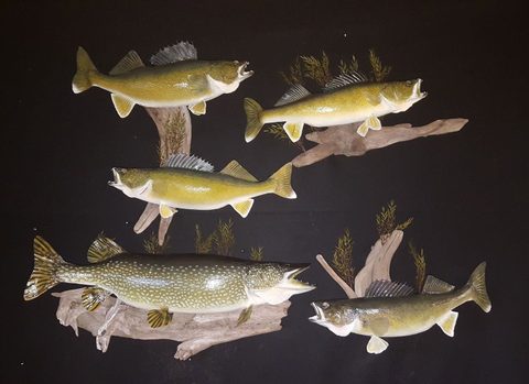 fish taxidermy by Jason's Taxidermy