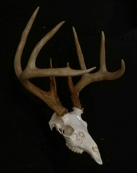 European taxidermy by Jason's Taxidermy