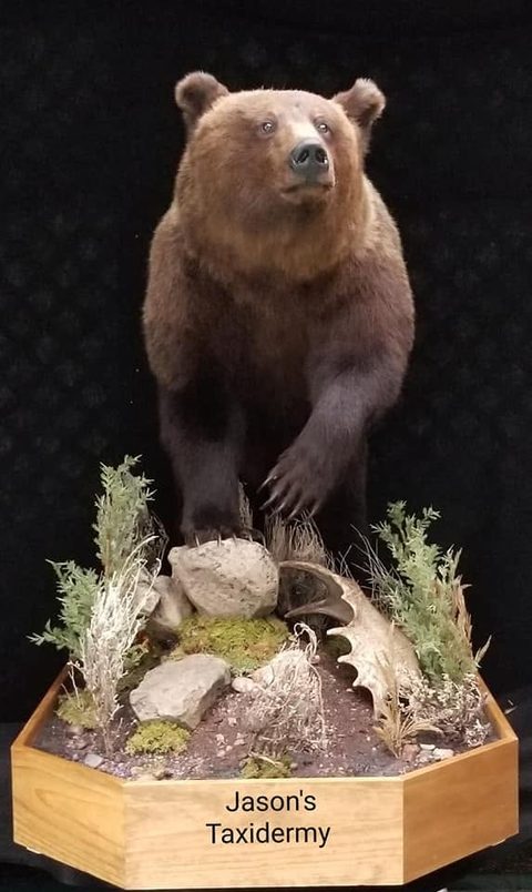 big game taxidermy by Jason's Taxidermy