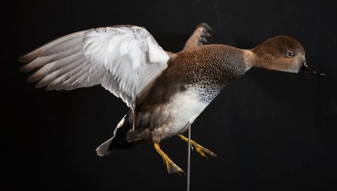 Duck – Flying – waterfowl taxidermy by Jason's Taxidermy