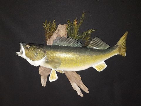 fish taxidermy by Jason's Taxidermy