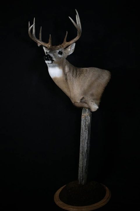 whitetail deer taxidermy by Jason's Taxidermy