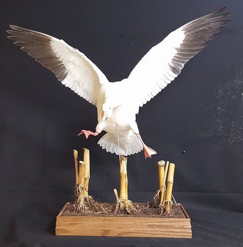 Snow Goose – Landing – waterfowl taxidermy by Jason's Taxidermy