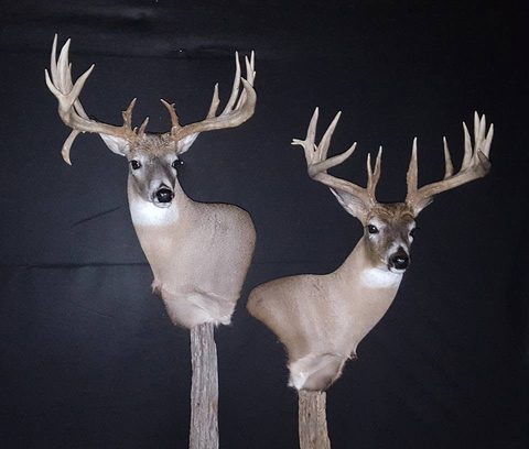 whitetail deer taxidermy by Jason's Taxidermy