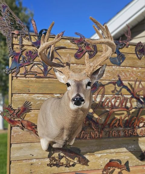 whitetail deer taxidermy by Jason's Taxidermy