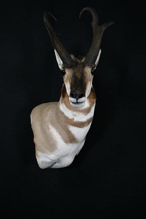 big game taxidermy by Jason's Taxidermy
