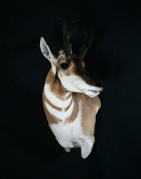 big game taxidermy by Jason's Taxidermy