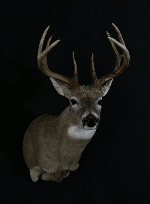 whitetail deer taxidermy by Jason's Taxidermy