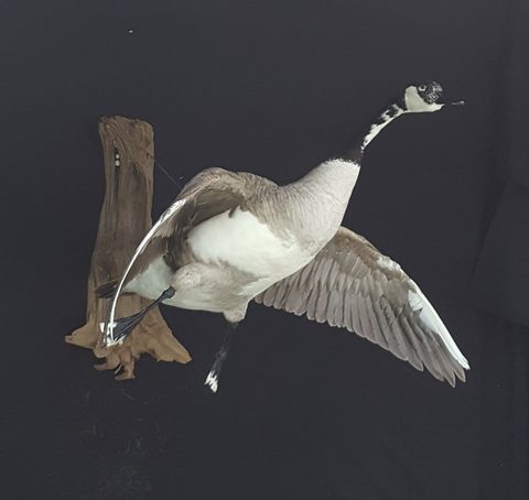 Pintail – Flying – waterfowl taxidermy by Jason's Taxidermy