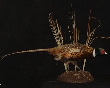 Ring-necked pheasant mount, item #25