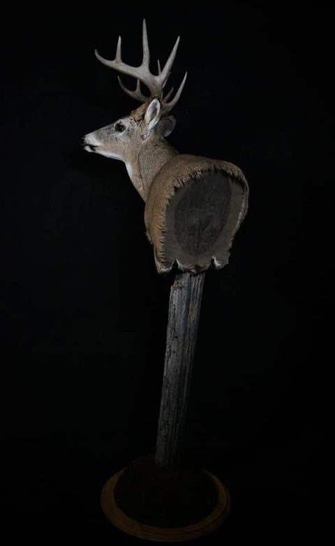 whitetail deer taxidermy by Jason's Taxidermy