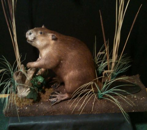 furbearer taxidermy by Jason's Taxidermy