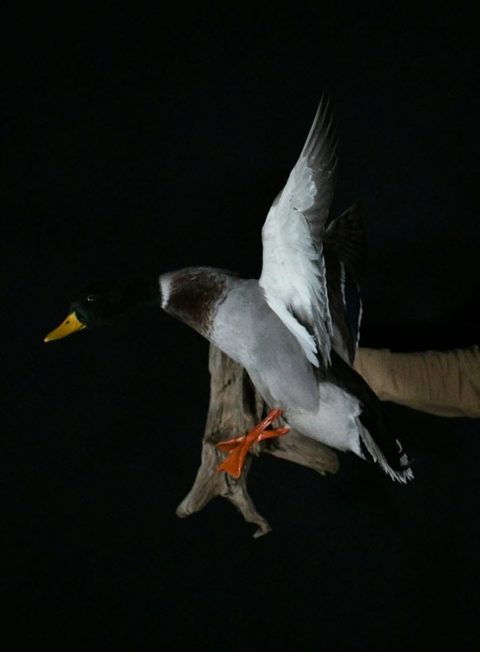 Mallard – Flying – waterfowl taxidermy by Jason's Taxidermy