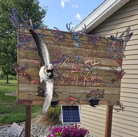 Duck – Flying – waterfowl taxidermy by Jason's Taxidermy