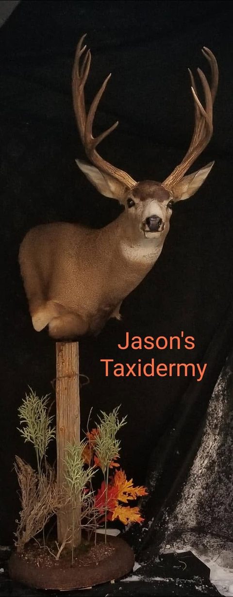 mule deer taxidermy by Jason's Taxidermy