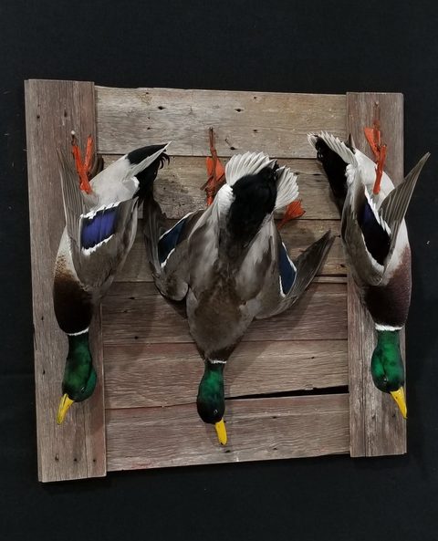 Mallards – Deadhang Panel – waterfowl taxidermy by Jason's Taxidermy