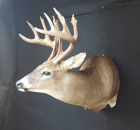 whitetail deer taxidermy by Jason's Taxidermy