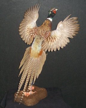 Ring-necked pheasant mount, item #51