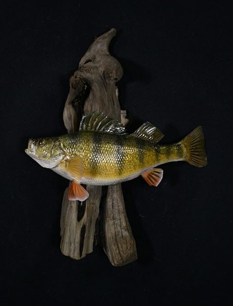 fish taxidermy by Jason's Taxidermy