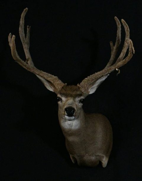 whitetail deer taxidermy by Jason's Taxidermy