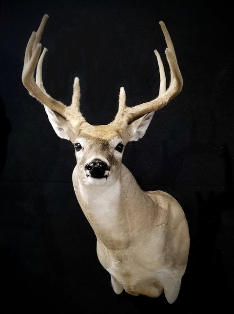whitetail deer taxidermy by Jason's Taxidermy