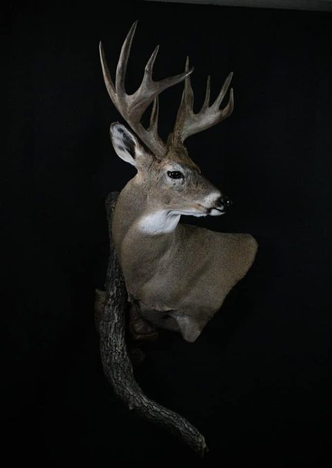 whitetail deer taxidermy by Jason's Taxidermy