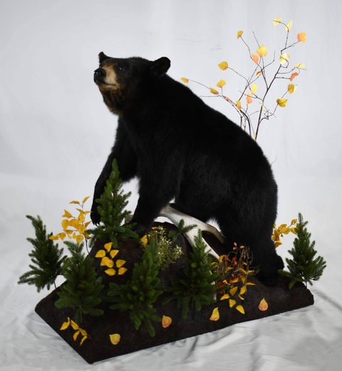 big game taxidermy by Jason's Taxidermy