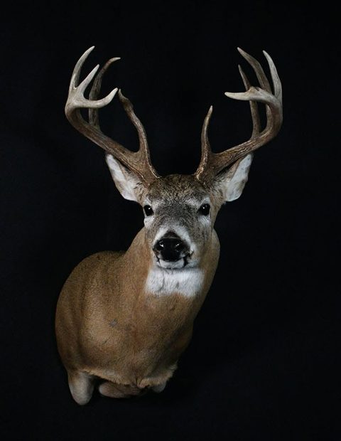 whitetail deer taxidermy by Jason's Taxidermy