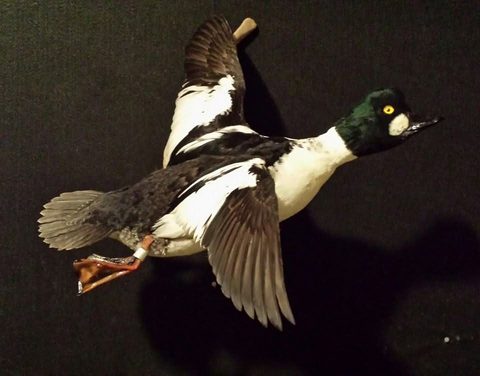 Goldeneye – Flying – waterfowl taxidermy by Jason's Taxidermy
