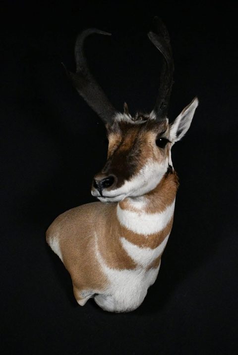 big game taxidermy by Jason's Taxidermy