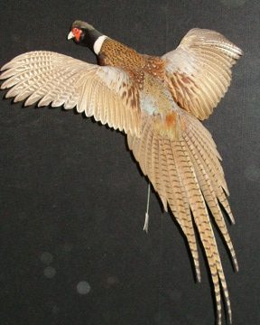 Ring-necked pheasant mount, item #36