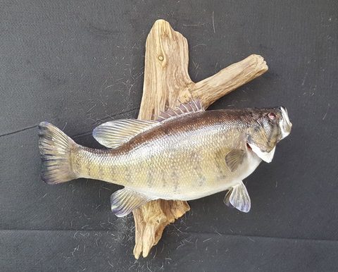 fish taxidermy by Jason's Taxidermy