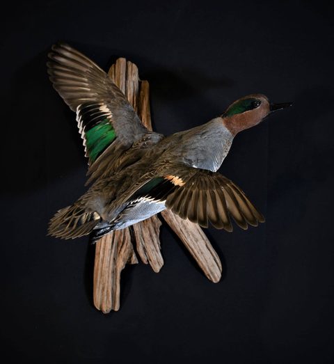 Green-winged Teal – Flying – waterfowl taxidermy by Jason's Taxidermy