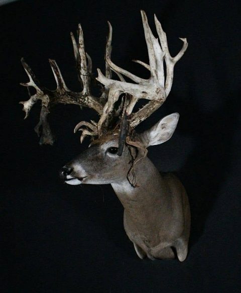 whitetail deer taxidermy by Jason's Taxidermy
