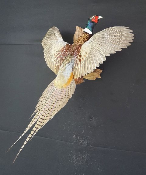 upland game bird taxidermy by Jason's Taxidermy