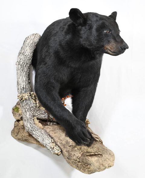big game taxidermy by Jason's Taxidermy