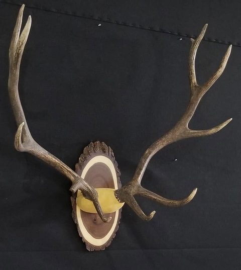 Elk – Antler Mount – antler taxidermy by Jason's Taxidermy