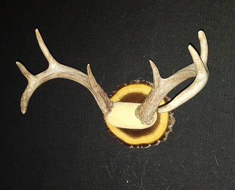 Whitetail – Antler Mount – antler taxidermy by Jason's Taxidermy