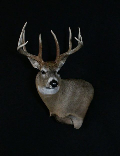 whitetail deer taxidermy by Jason's Taxidermy