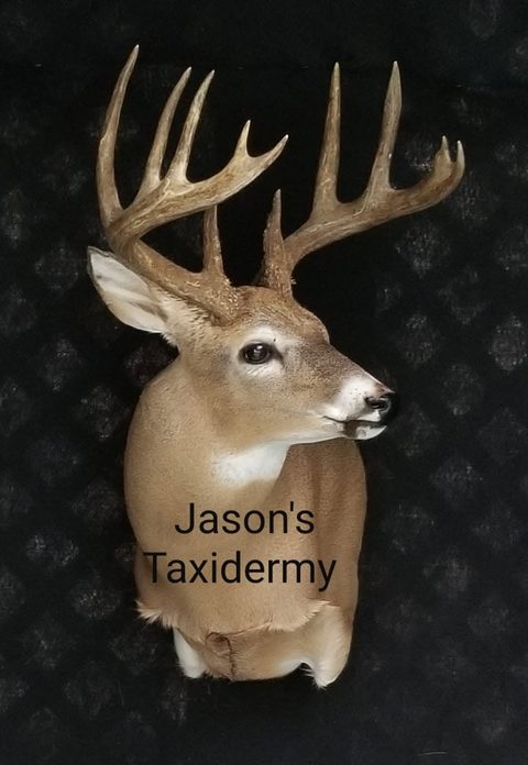 whitetail deer taxidermy by Jason's Taxidermy