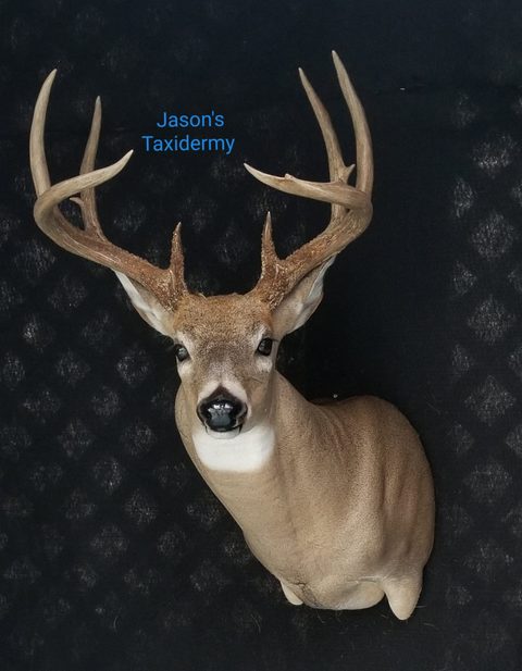 whitetail deer taxidermy by Jason's Taxidermy