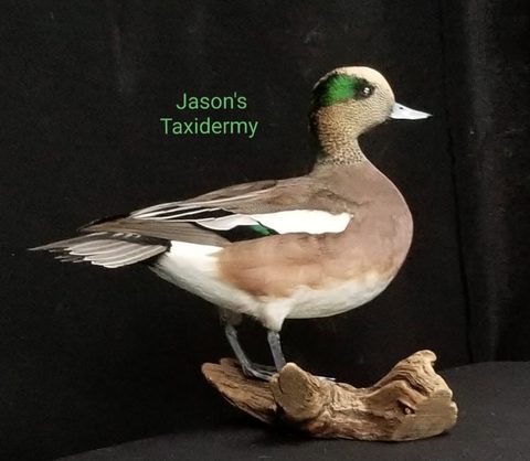 Wigeon – Standing – waterfowl taxidermy by Jason's Taxidermy