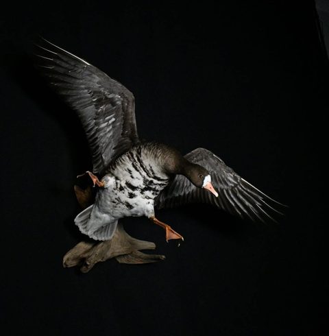 Specklebelly Goose – Flying – waterfowl taxidermy by Jason's Taxidermy