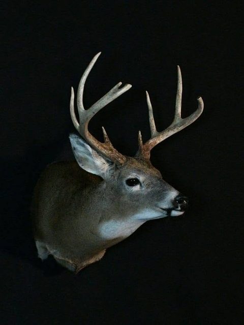whitetail deer taxidermy by Jason's Taxidermy